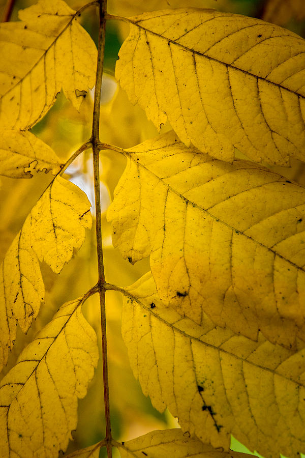 Autumn Brilliance Photograph by James Woody