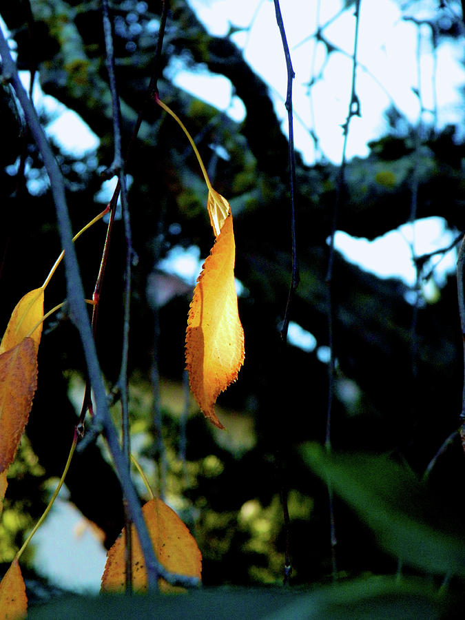 Autumn 001 Photograph by Michael Genevro