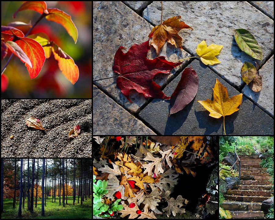 Nancys Autumn Collage Photograph