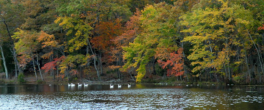 Autumn 1 Photograph by Joyce StJames