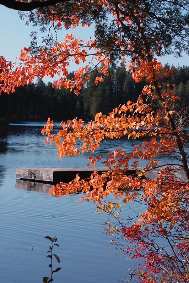 Autumn 10 Photograph by Joyce StJames