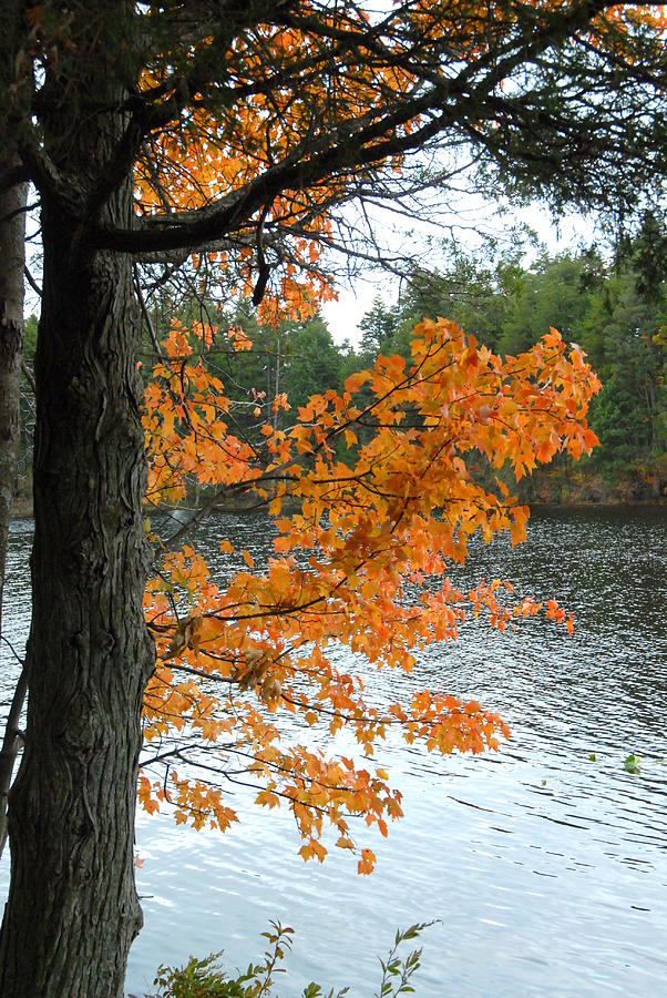Autumn 12 Photograph by Joyce StJames