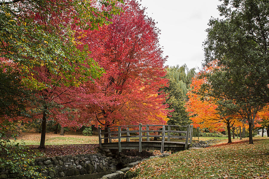 Autumn 2015 Photograph by CJ Schmit