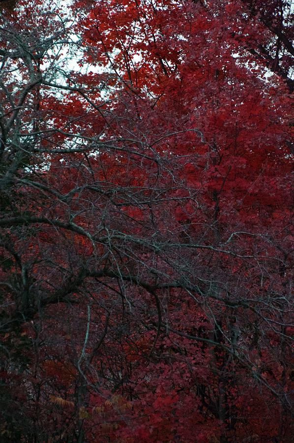 Autumn 2015 Red Trees PA 02 Vertical Photograph by Thomas Woolworth