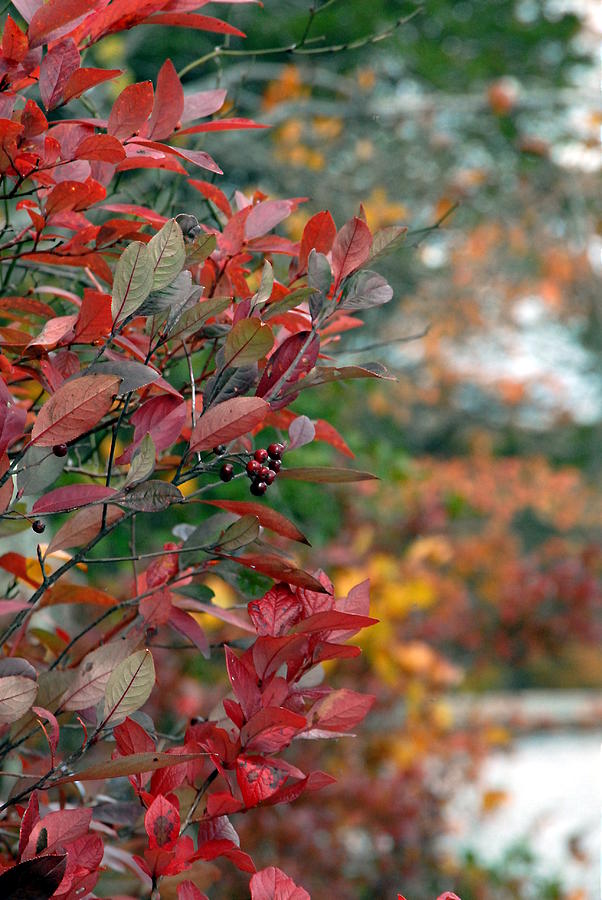 Autumn 4 Photograph by Joyce StJames