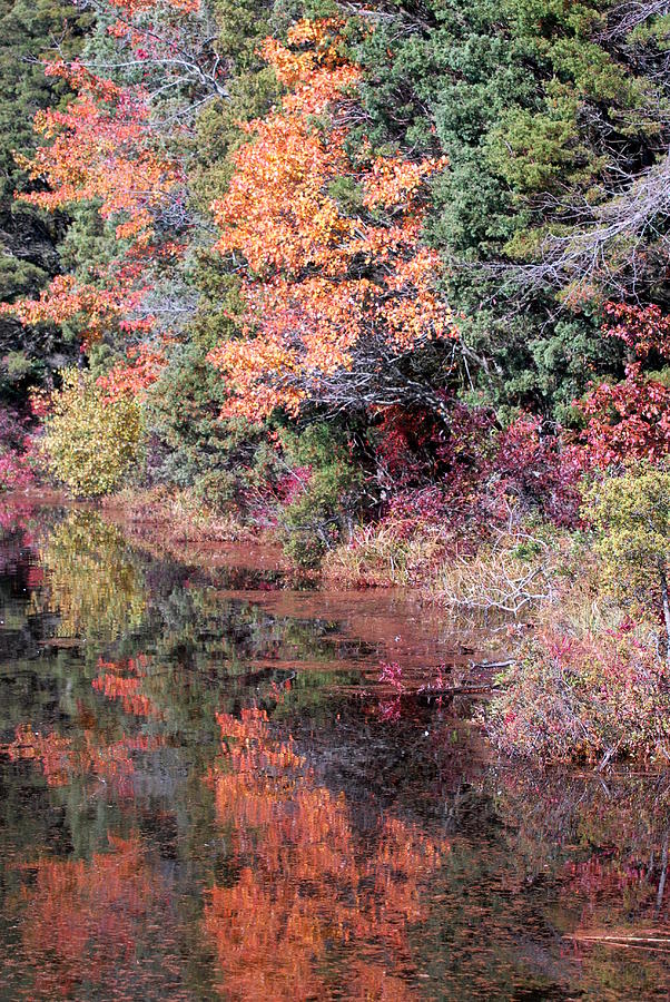Autumn 5 Photograph by Joyce StJames