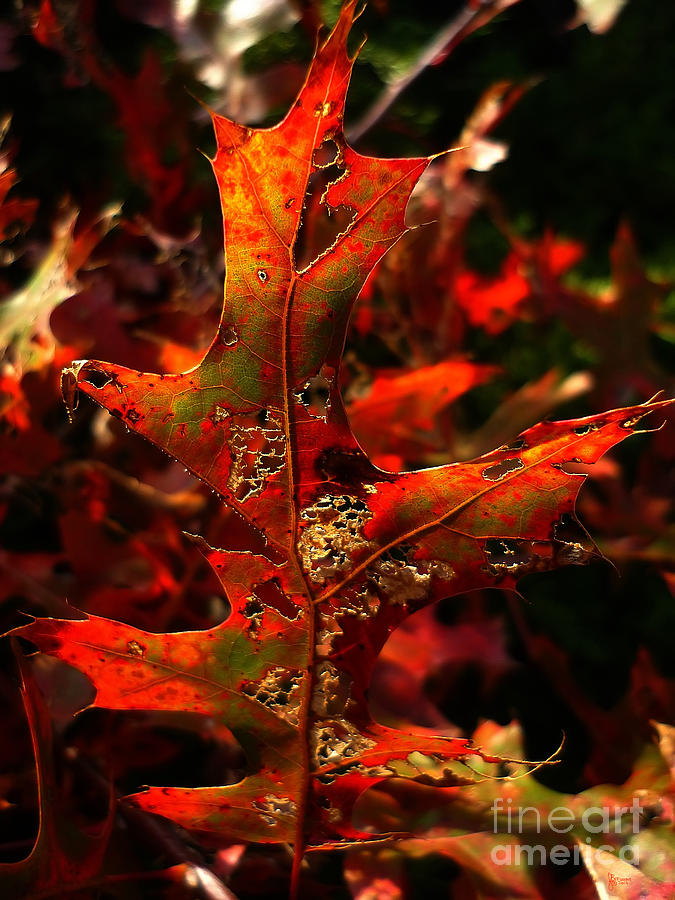 Autumn 6 Photograph by Jeff Breiman