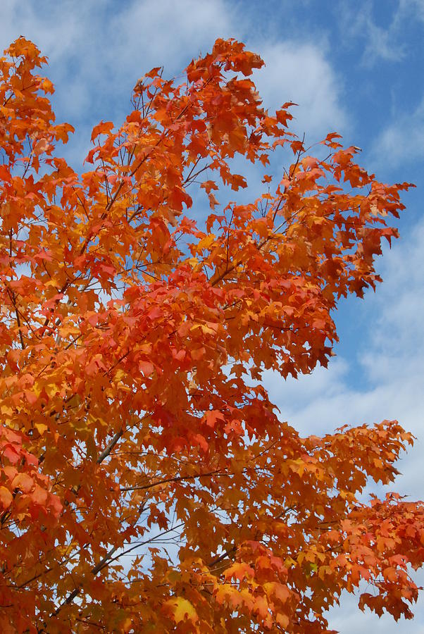 Autumn 6 Photograph by Joyce StJames