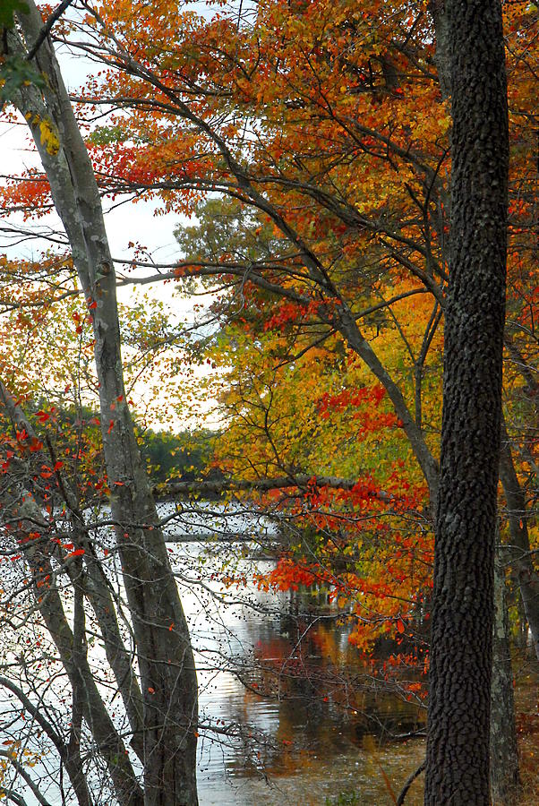 Autumn 7 Photograph by Joyce StJames