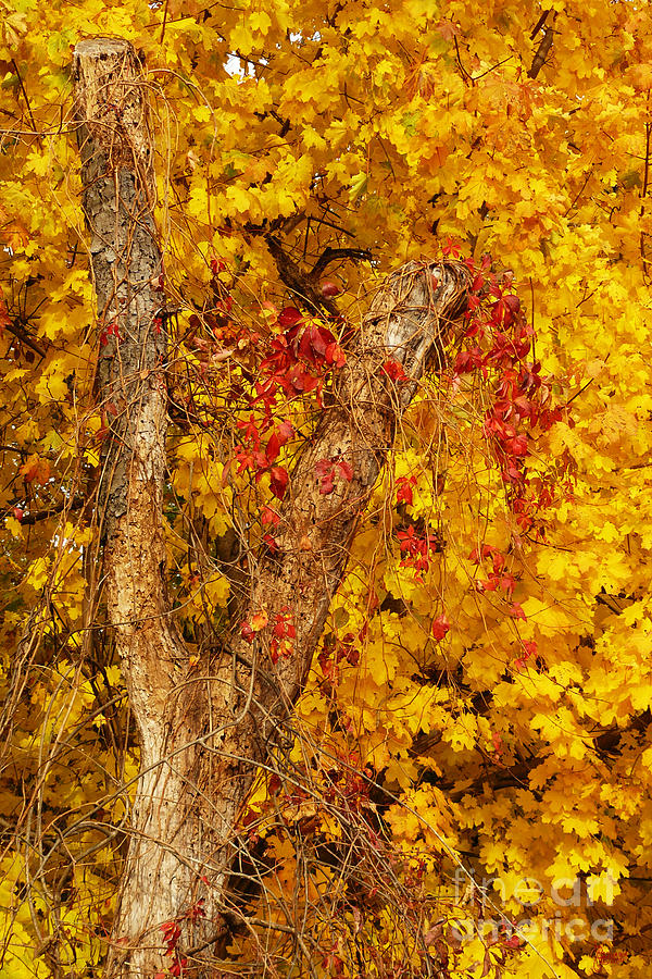 Autumn 8 Photograph by Jeff Breiman
