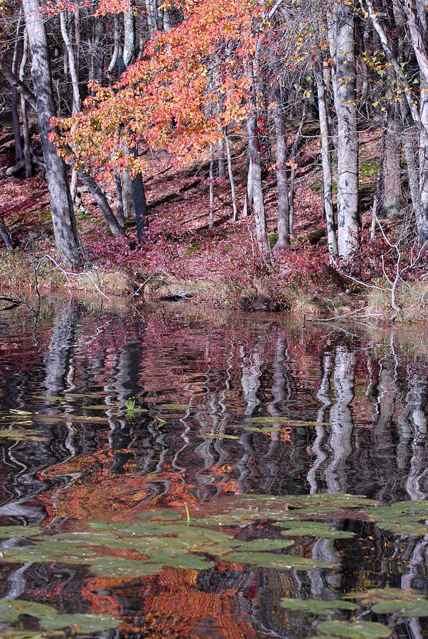 Autumn 9 Photograph by Joyce StJames