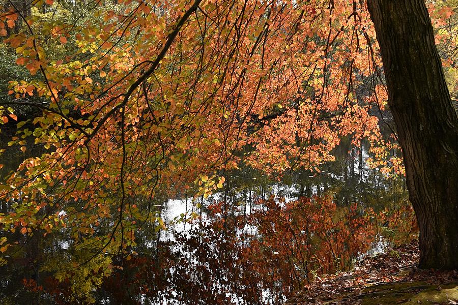 Autumn 92 Photograph by Joyce StJames