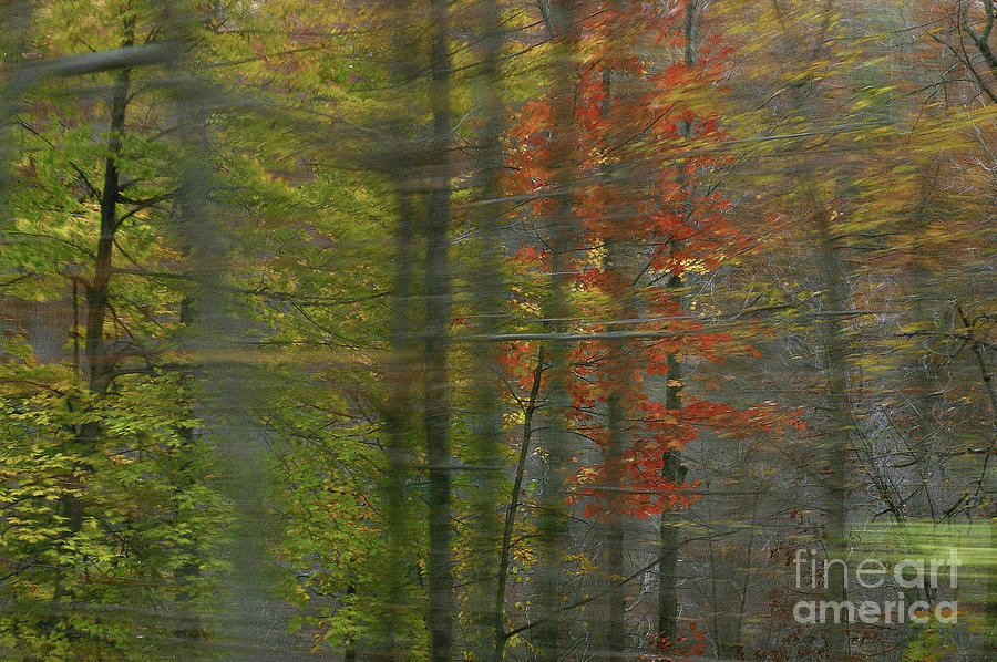 Autumn Abstract #1 Photograph by Randy Pollard