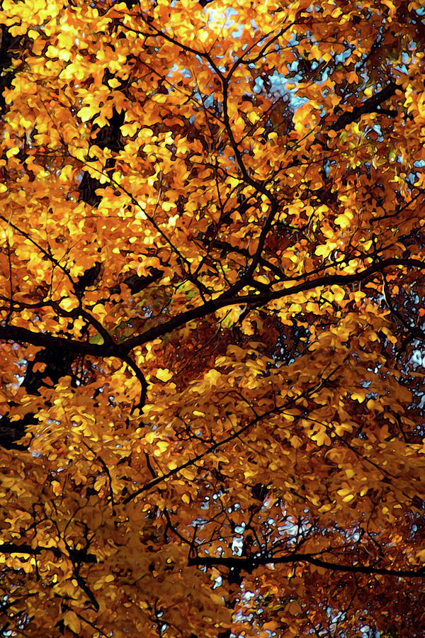Autumn Abstract 7098 DP_2 Photograph by Steven Ward
