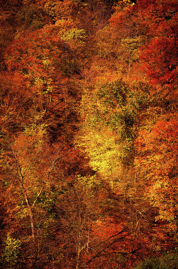Autumn Abstract. Beech Trees Forest 1 Photograph by Jenny Rainbow