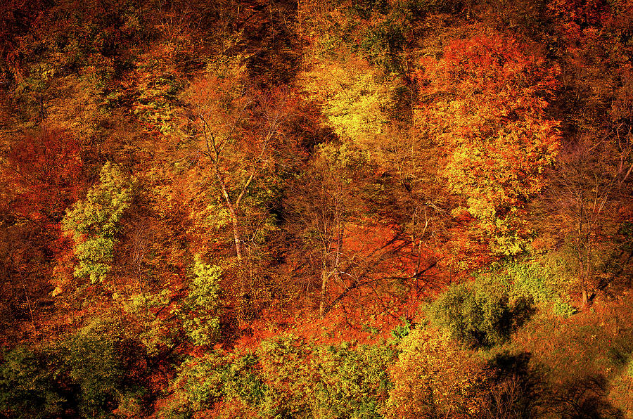 Autumn Abstract. Beech Trees Forest Photograph by Jenny Rainbow