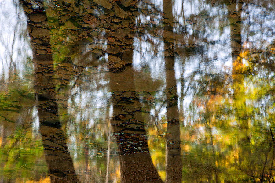 Autumn Abstract Photograph by Denise Bush