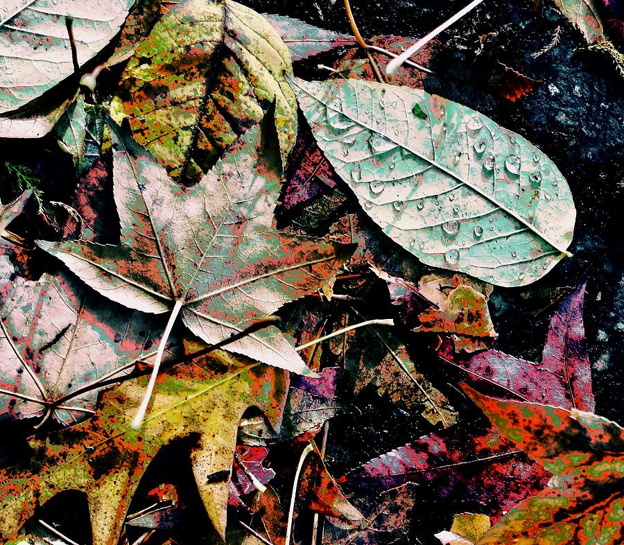 Autumn Abstract Photograph by Ira Shander