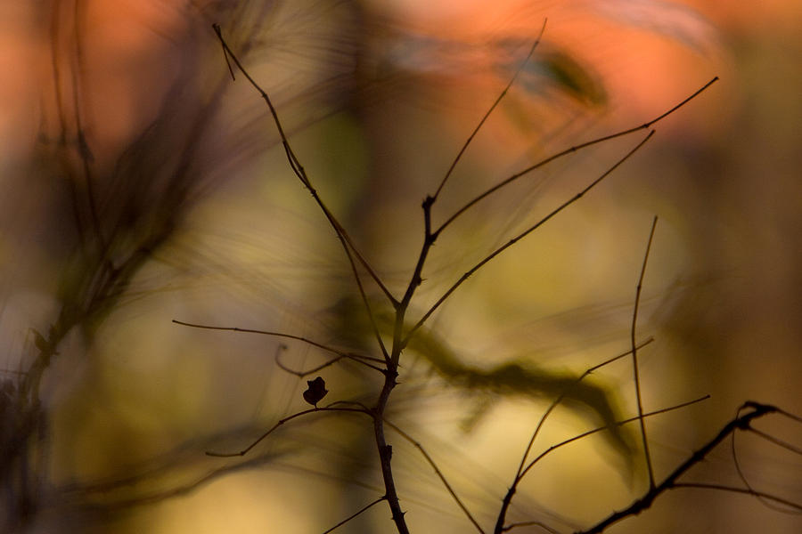 Autumn Abstract Photograph by Jane Melgaard