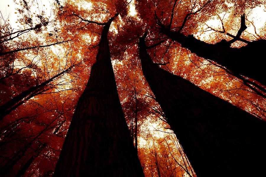Autumn Canopy Abstract Photograph by Karl Anderson