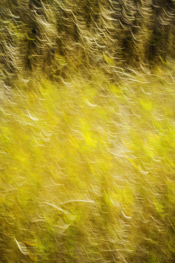 Autumn Abstract Photograph by Marilyn Hunt