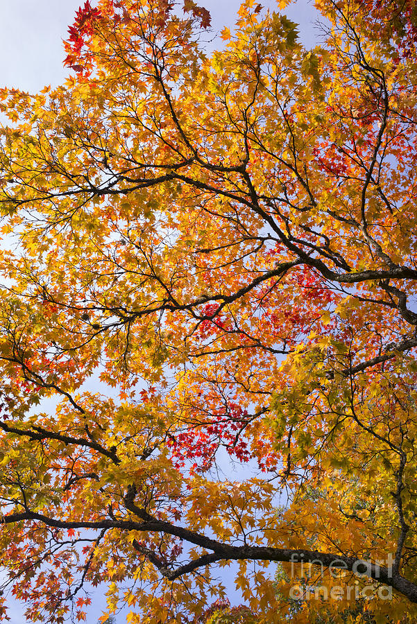 Autumn Acer Palmatum Photograph by Tim Gainey