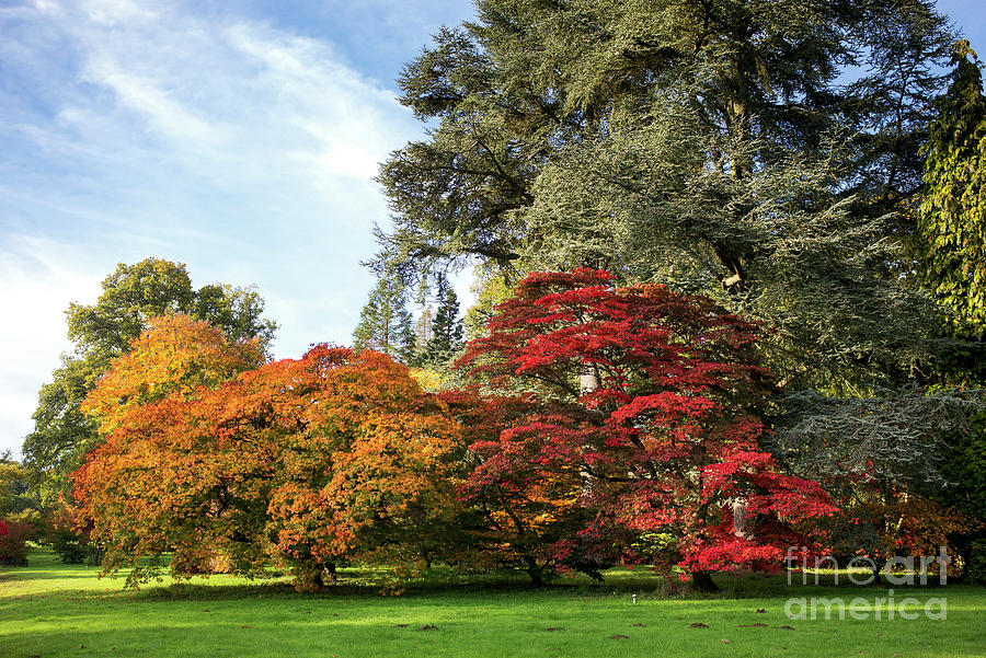 Autumn Acers Westonbirt Arboretum Photograph by Tim Gainey