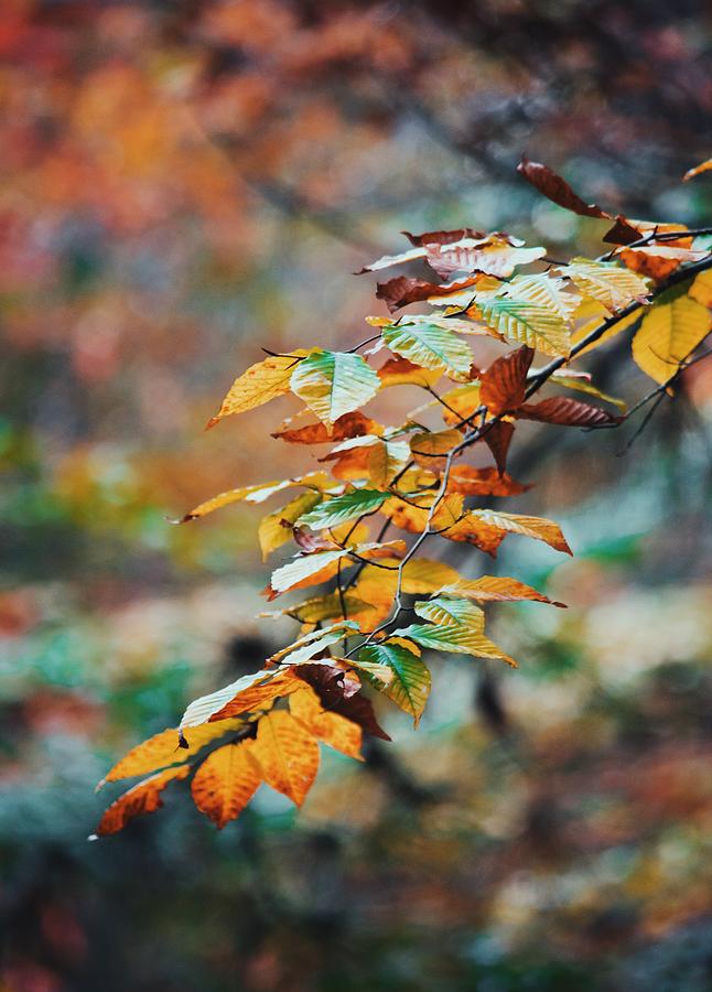 Autumn Aesthetics Photograph by Parker Cunningham