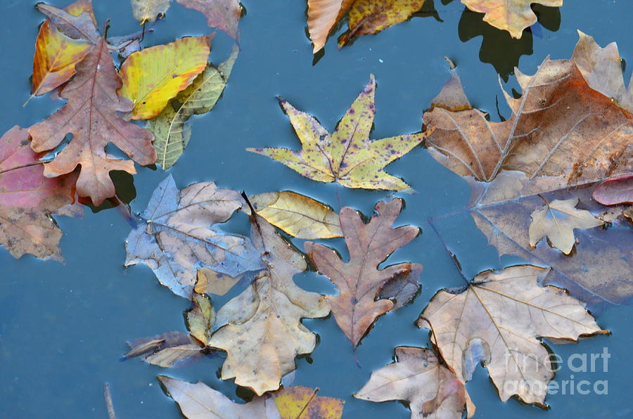 Autumn Afloat Photograph by Maria Urso