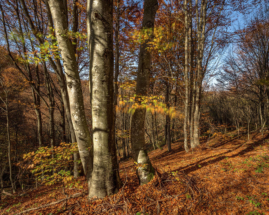 Autumn afternoon in forest Photograph by Davorin Mance