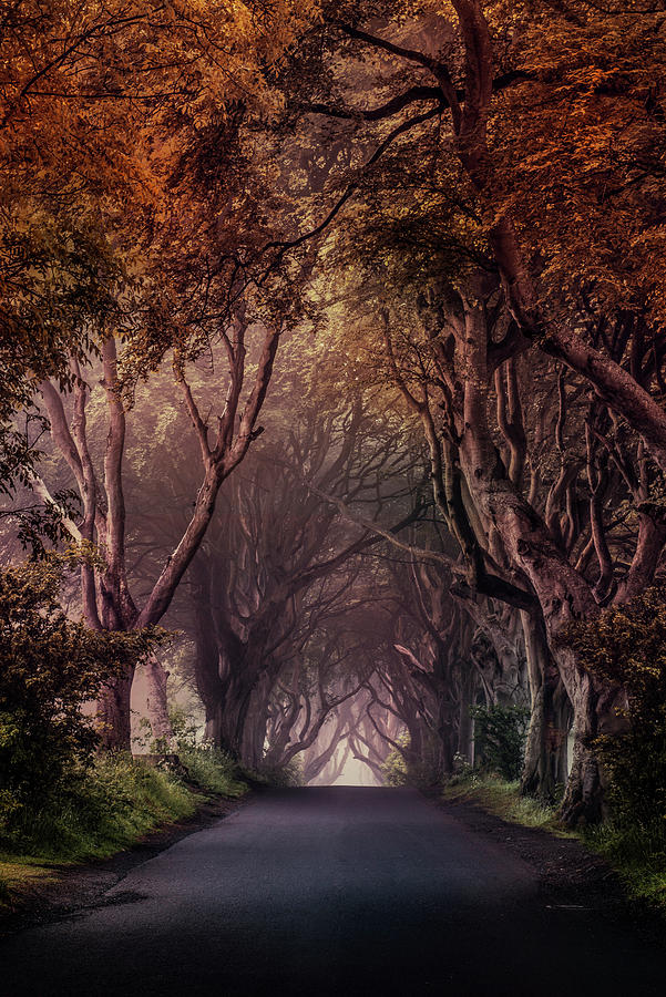 Autumn alley in Northern Ireland Photograph by Jaroslaw Blaminsky