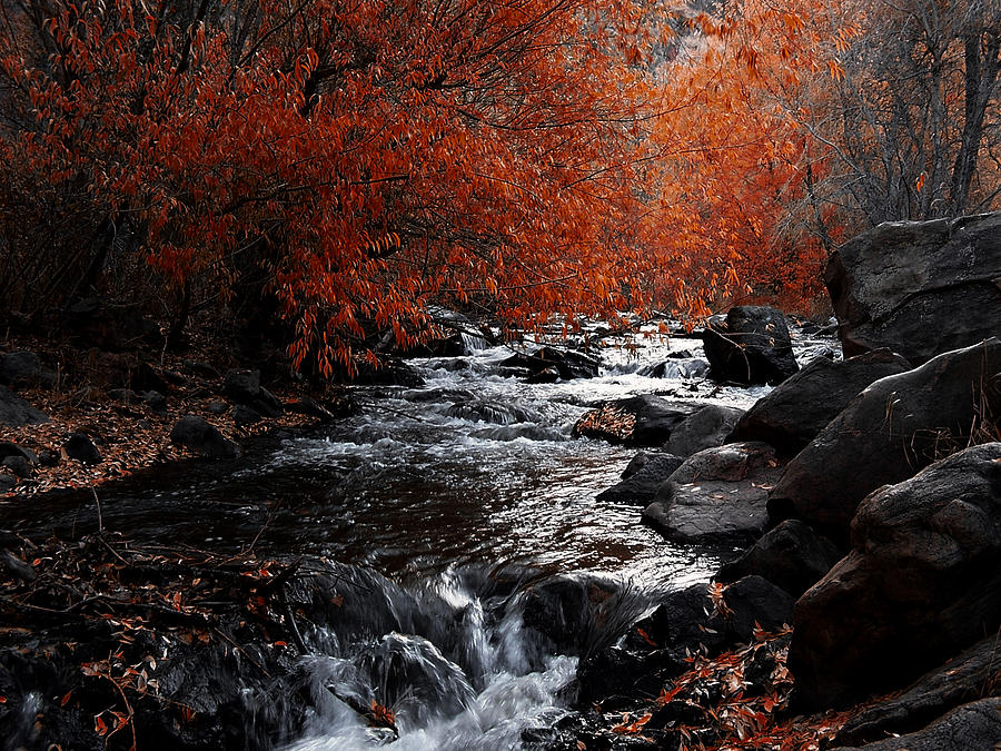 Tree Photograph - Autumn along the creek by Ernest Echols