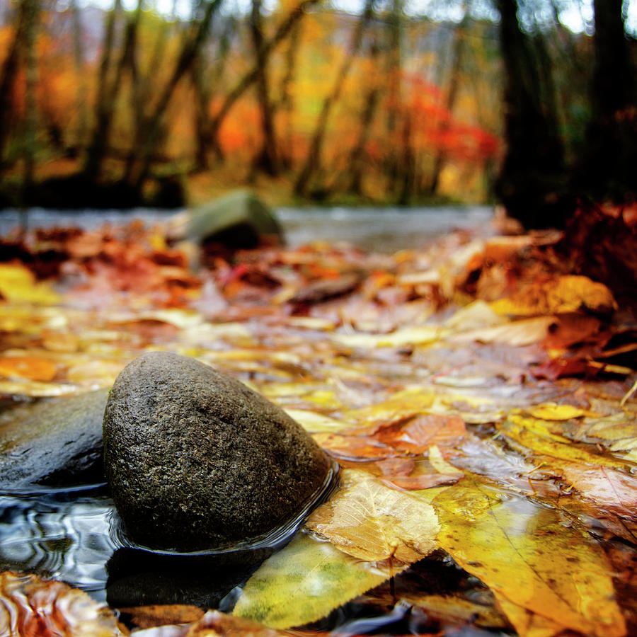Autumn Along The Oconaluftee River Photograph by Greg and Chrystal Mimbs