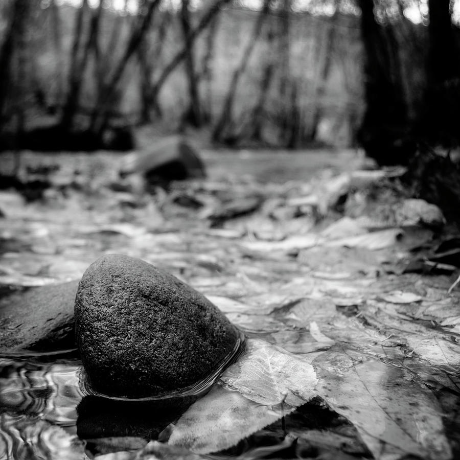 Autumn Along The Oconaluftee River In Black and White Photograph by Greg and Chrystal Mimbs