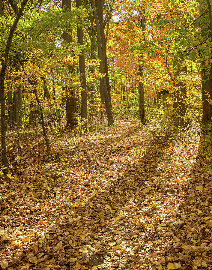 Autumn Along The Path Photograph by Gary Slawsky