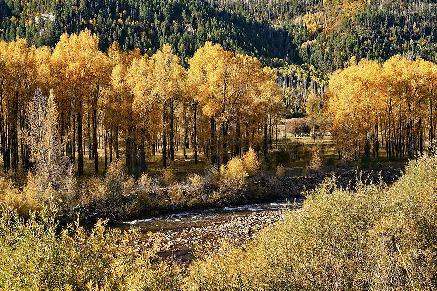 Autumn Along the River III Photograph by Leda Robertson
