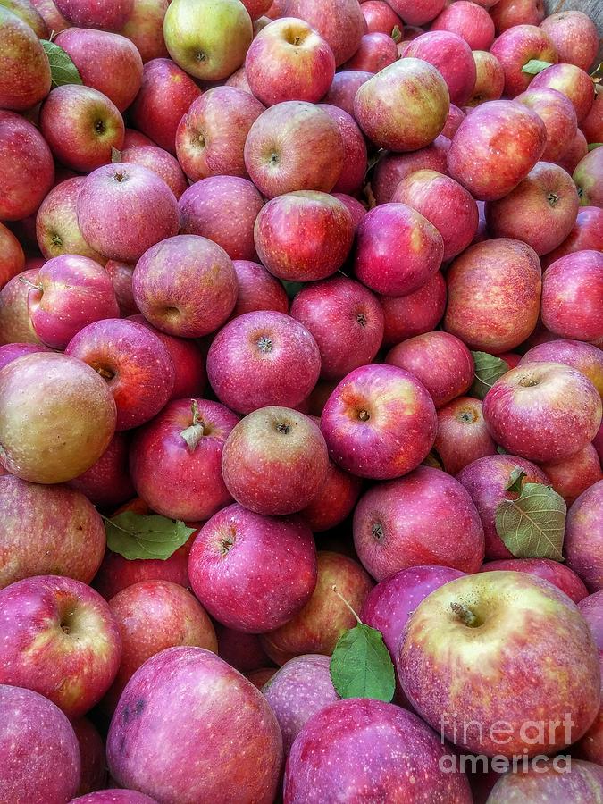 Autumn Apple Harvest Photograph By Anthony Ackerman Pixels