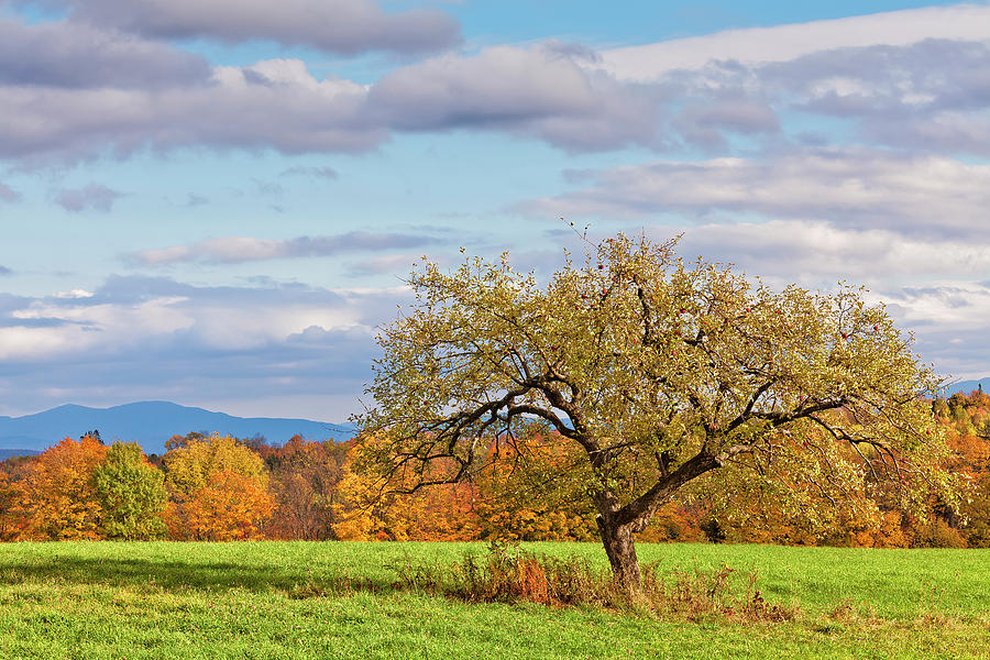 Autumn Apple Tree Photograph by Alan L Graham