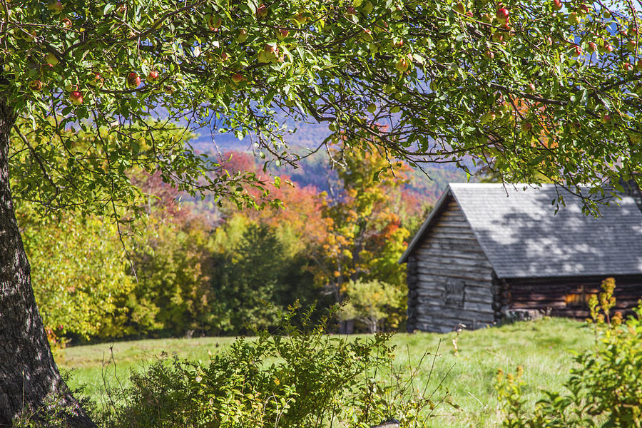 Fall Photograph - Autumn Apple Tree Cabin by White Mountain Images