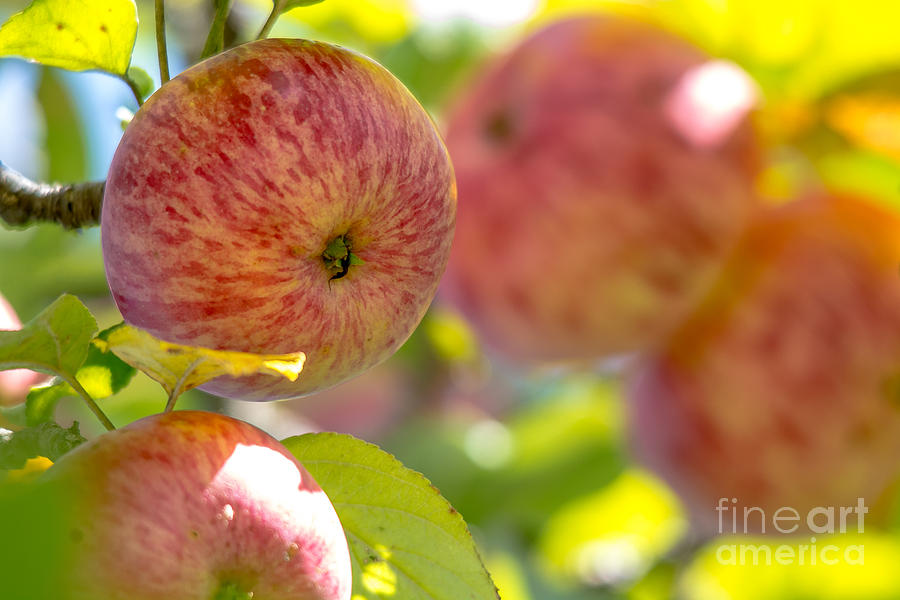 Nature Photograph - Autumn Apples by Cheryl Baxter