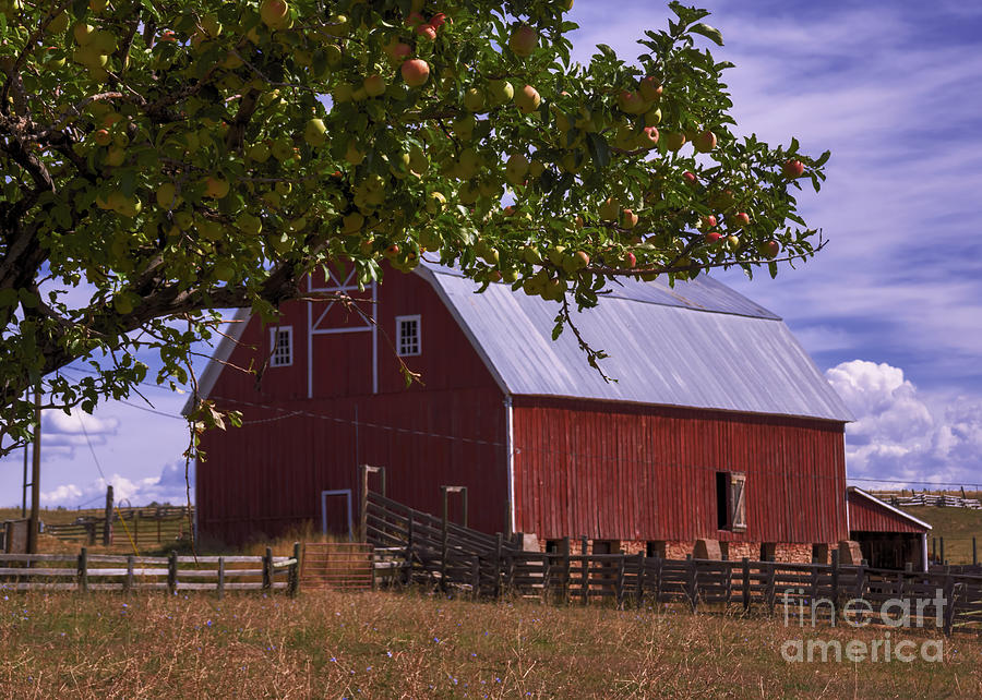Apple Photograph - Autumn Apples Colorado Barn by Janice Pariza