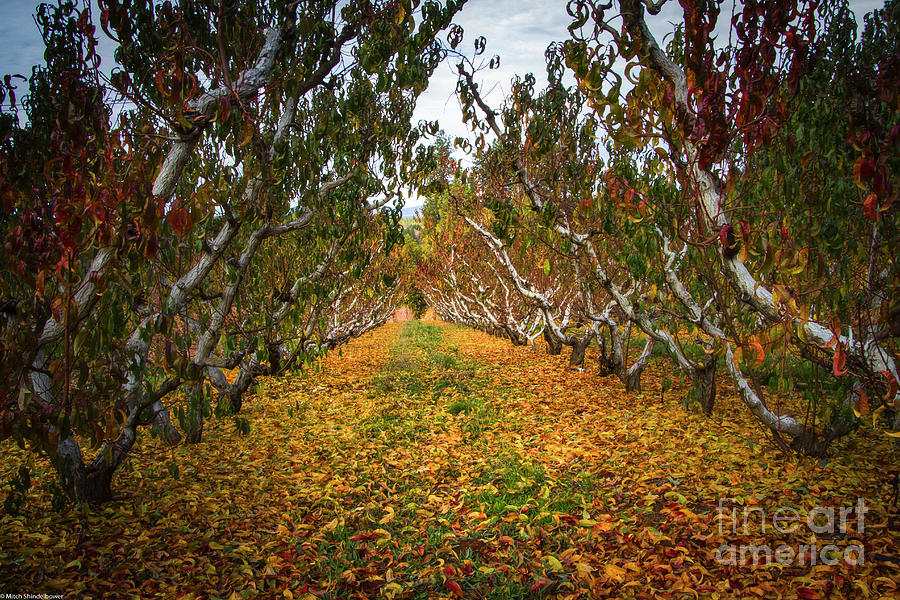 Autumn Apples Photograph by Mitch Shindelbower