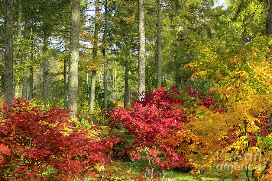 Autumn Arboretum Photograph