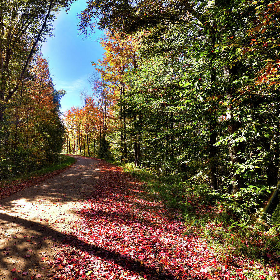 Autumn Around the Bend Photograph by David Patterson