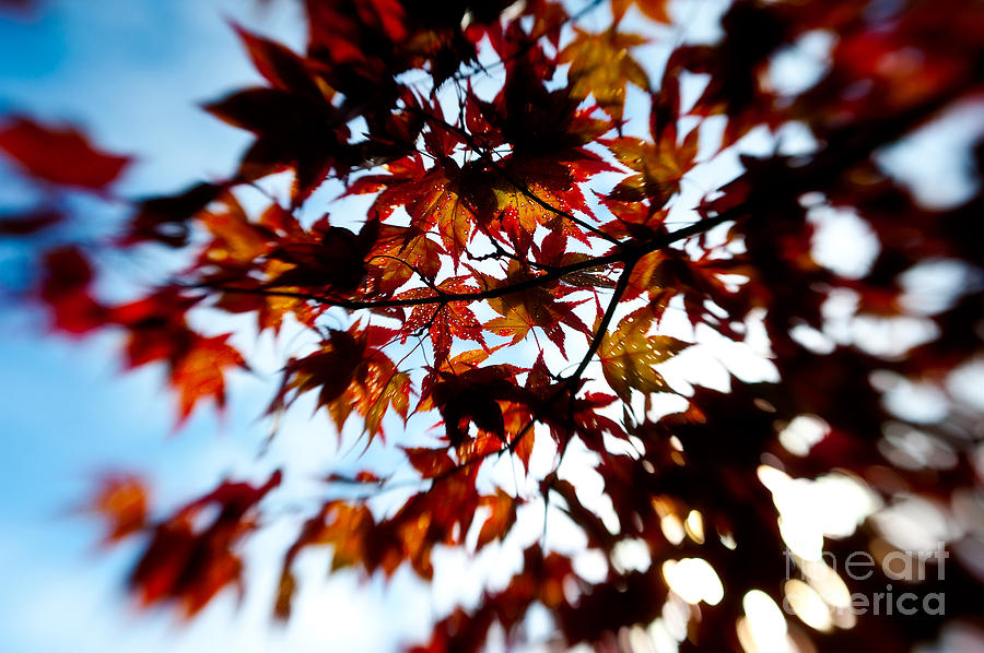 Abstract Photograph - Autumn Arrives by Venetta Archer