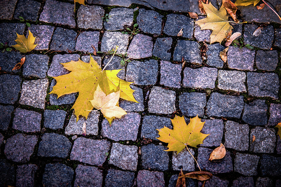 Autumn Art Photograph by Jenny Rainbow