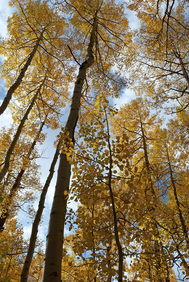 Autumn Aspen Canopy  Photograph by Cascade Colors