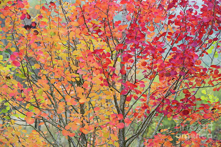 Autumn Aspen Colour Photograph by Tim Gainey