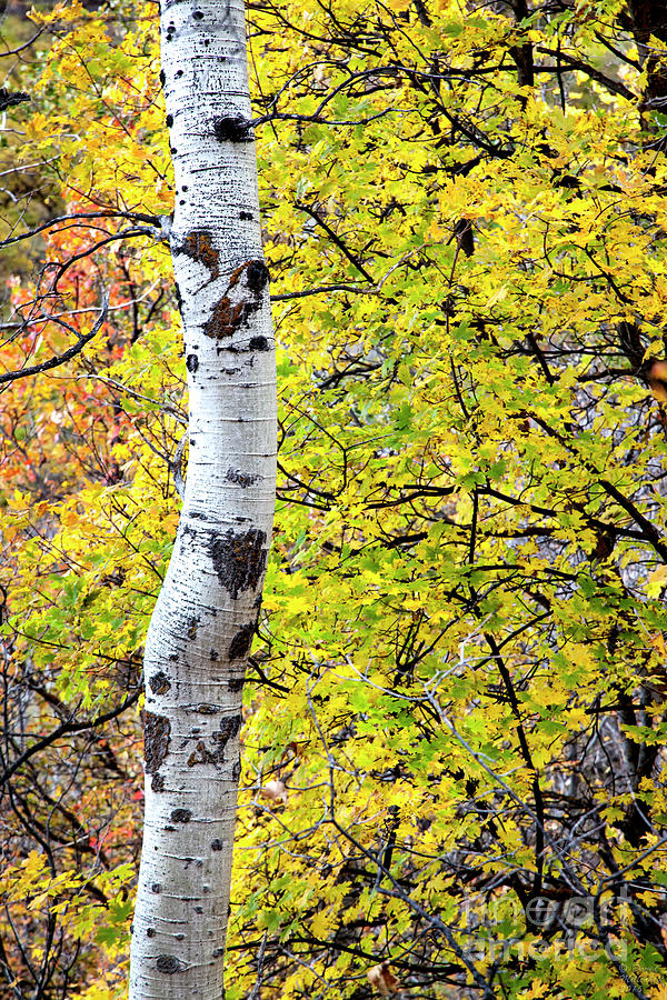 Autumn Aspen Photograph by David Millenheft