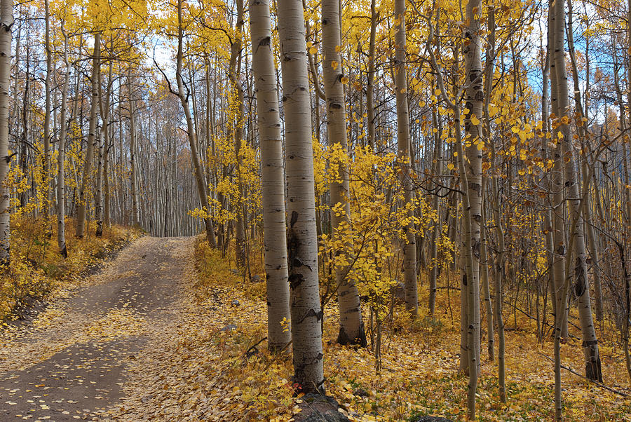 Autumn Aspen Forest and Road on Slopes of South Elbert Photograph by Cascade Colors